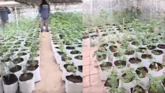 CDMX: aseguran invernaderos de marihuana; hay 4 detenidos tras operativo