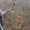 Polonia: Ciervo ataca a un cazador; casi le saca el ojo (VIDEO)