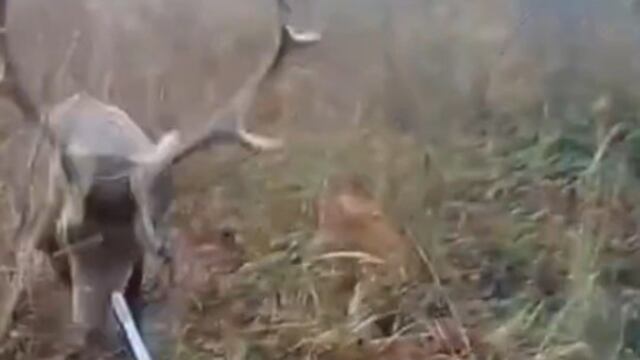 Ciervo ataca a un cazador; casi le saca el ojo
