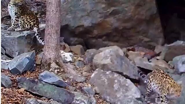 Leopardos en cita romantica