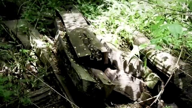 En China, el pie cuadrado de la madera de los sangualicas se vende en alrededor de 15 mil 650 pesos.