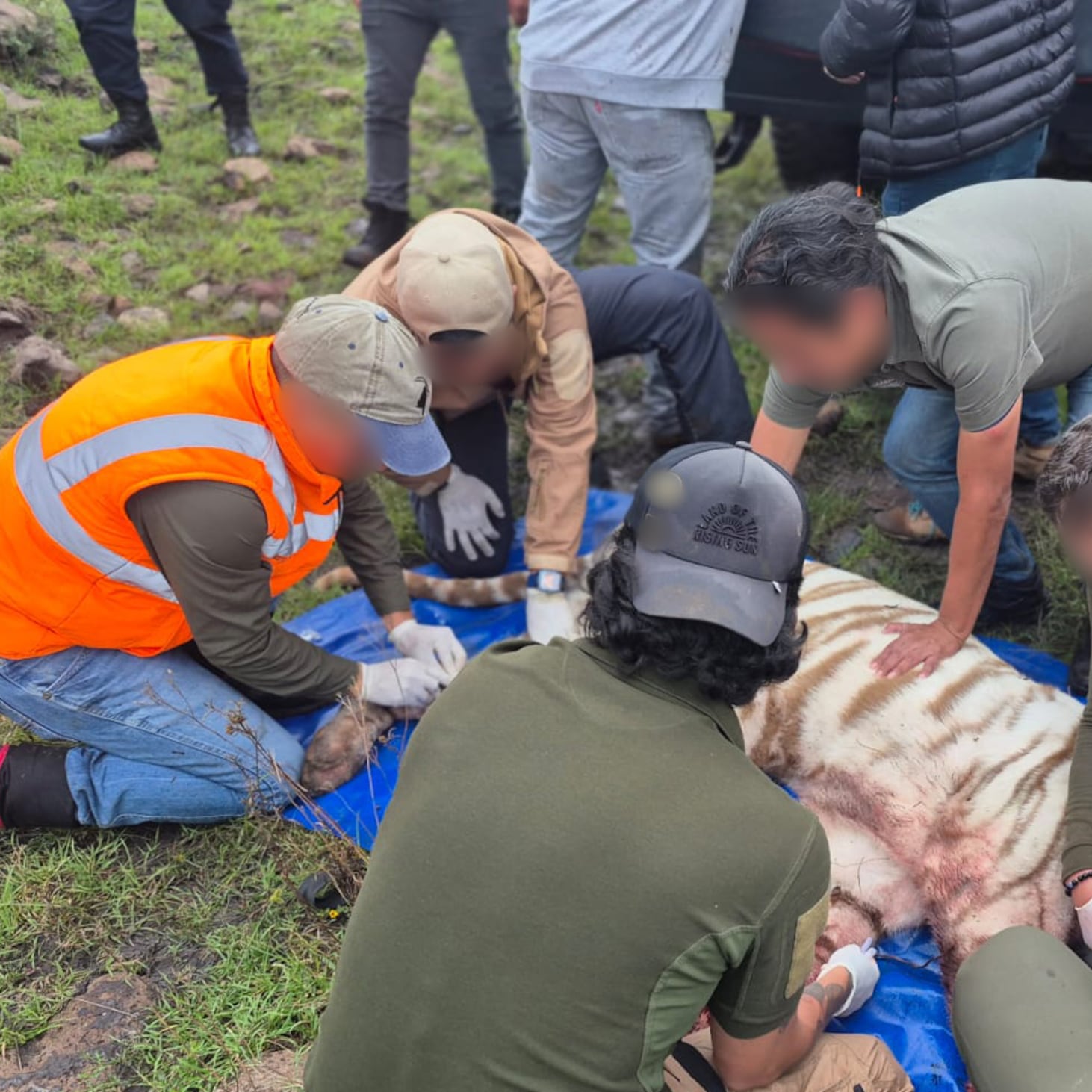 Tigre Kenzo murió por broncoaspiración de sangre, revela necropsia