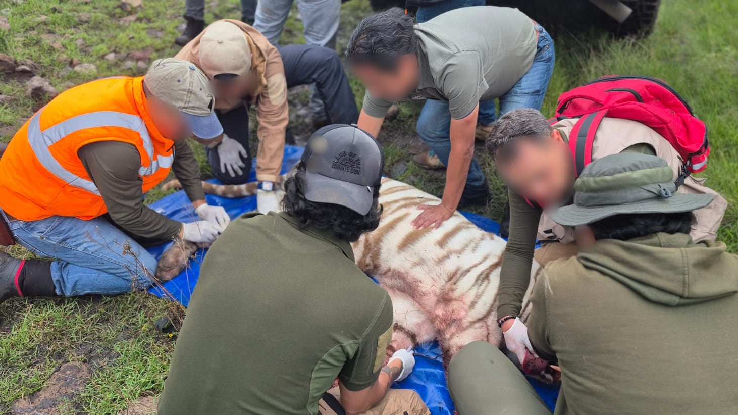 Tigre Kenzo murió por broncoaspiración de sangre, revela necropsia