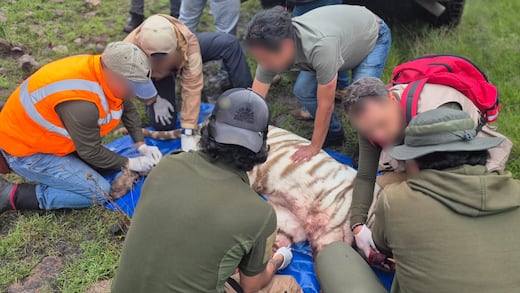 Profepa confirma la captura de Kenzo, el tigre de Bengala que escapó en Tepetlaoxtoc