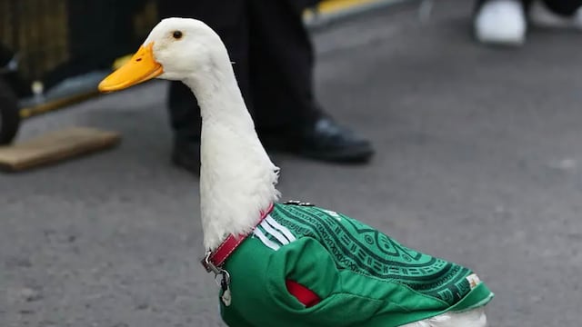 Pato Merlín