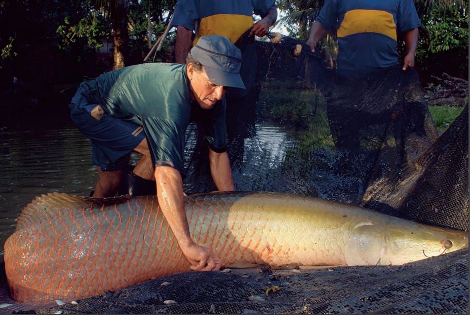 El enorme pez de 200 kilos representa un riesgo para la Amazonia