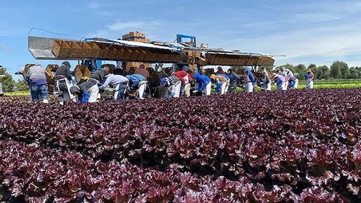 Guanajuato encabeza producción de lechuga en México: Genera más de 763 mdp