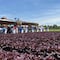 Guanajuato encabeza producción de lechuga en México: Genera más de 763 mdp