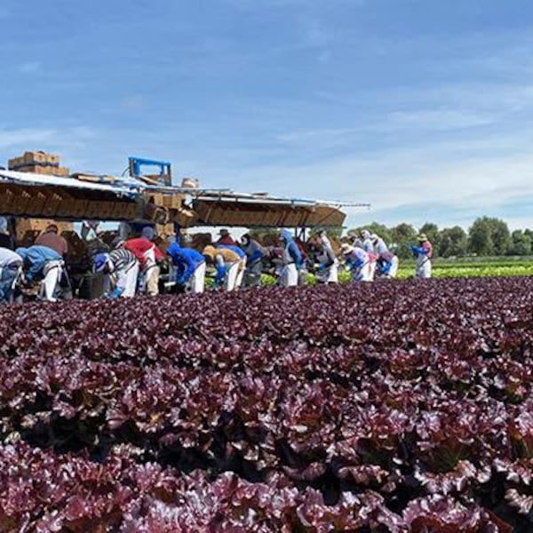Guanajuato encabeza producción de lechuga en México: Genera más de 763 mdp