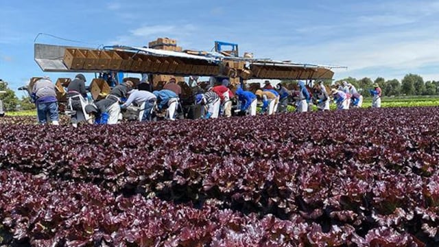 Guanajuato concentra más del 25% de la producción de lechuga en México.