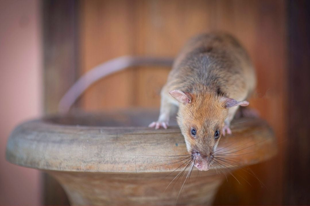 Magawa, la rata héroe que detectaba minas terrestres