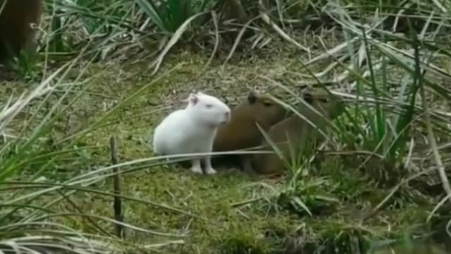 Capibara albino