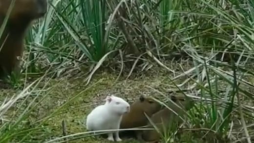 ¿Qué pasó con el capibara albino que conquistó las redes sociales? Habría tenido un trágico destino