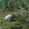 ¿Qué pasó con el capibara albino que conquistó las redes sociales? Habría tenido un trágico destino