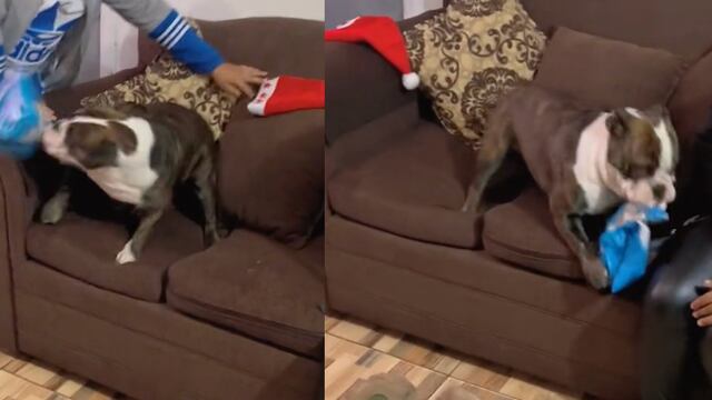 Perrita abriendo su regalo de Navidad