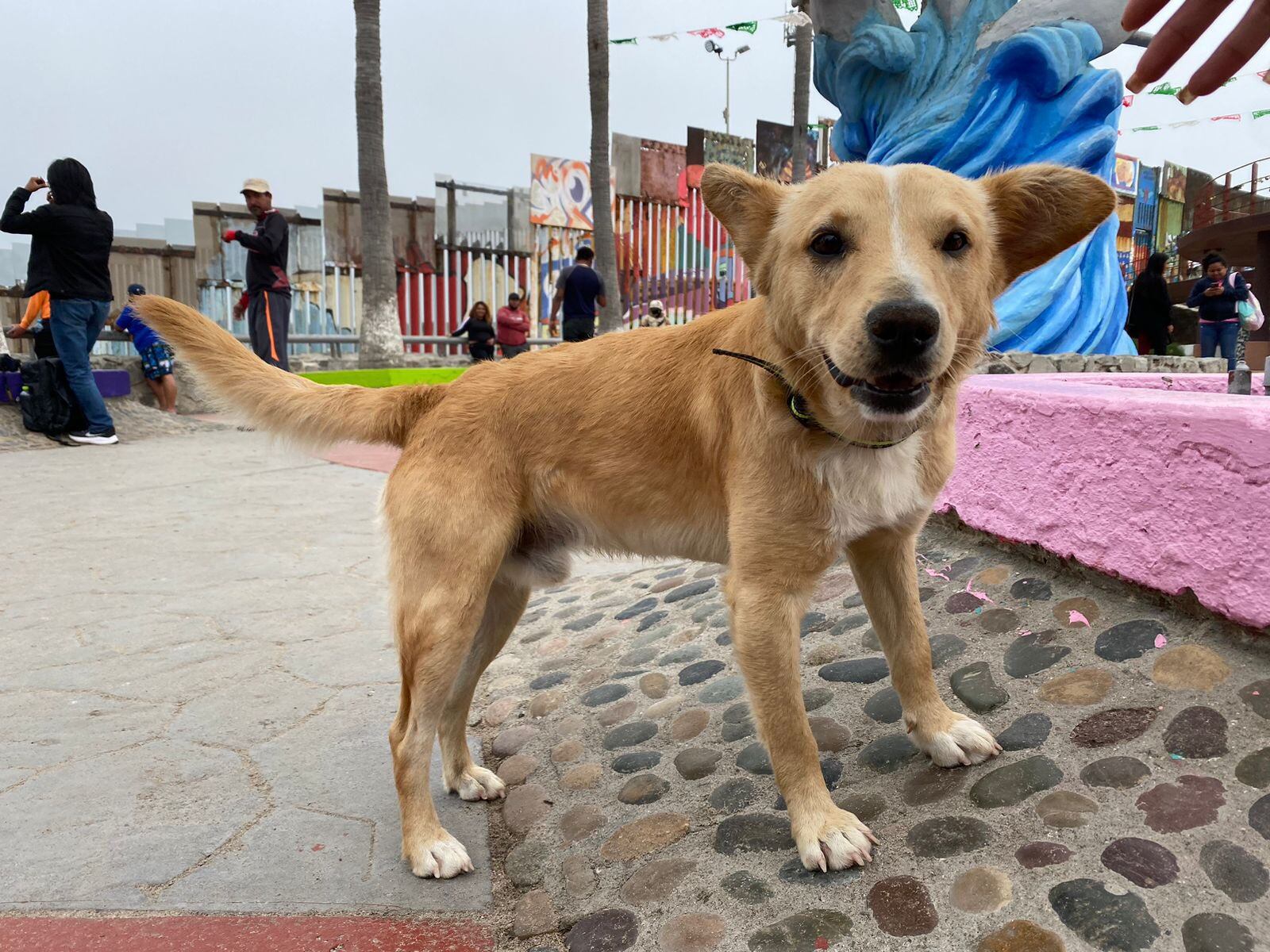 Perro que cruzó el muro migrante se llama Oso y ya regresó a México
