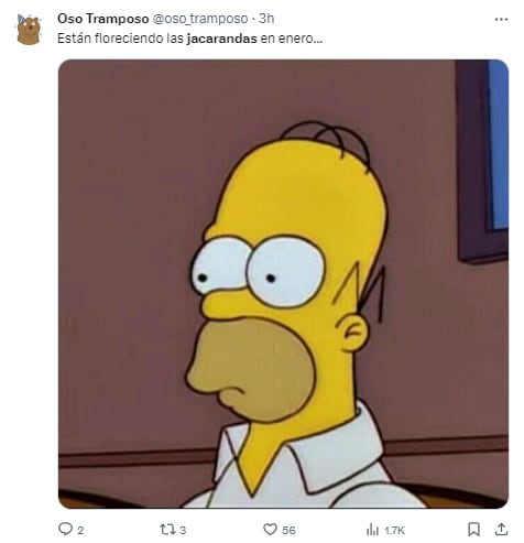 Memes de jacarandas floreciendo en enero