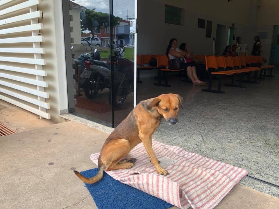 Perrito esperando a su dueño afuera de un hospital