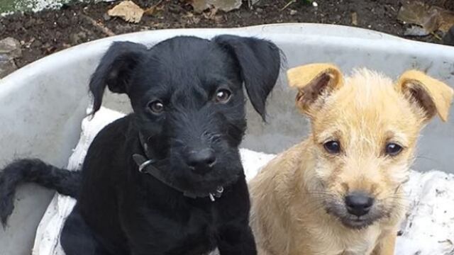 Molly murió de un infarto tras asustarse con cohetes.