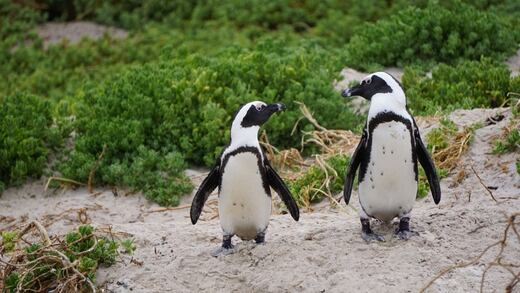 Pingüinos gays roban los huevos de otra pareja