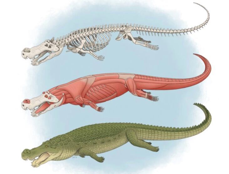 'Deinosuchus'