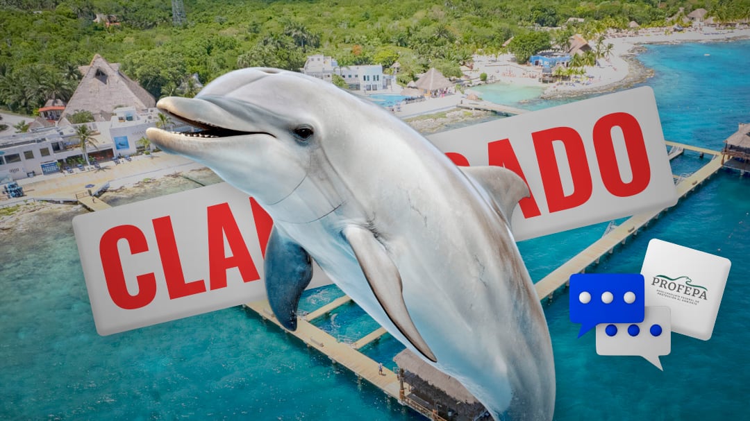 “Delfines no están abandonados”: Profepa tras clausura en Dolphin Discovery
