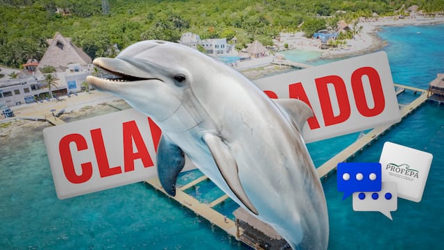 PROFEPA aclara su delfines de Dolphin Discovery Quintana Roo están abandonados