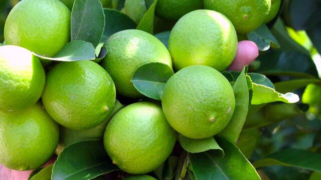 Precio del limón en México se dispara