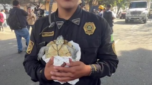 Tortuga fue rescatada de Paseos de Taxqueña