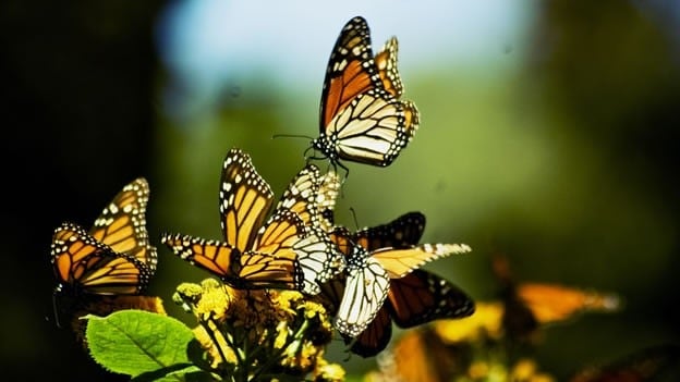 Leonardo Dicaprio comparte investigación michoacana sobre la mariposa monarca