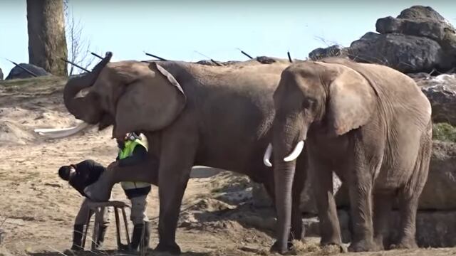 Elefantes en pedicura