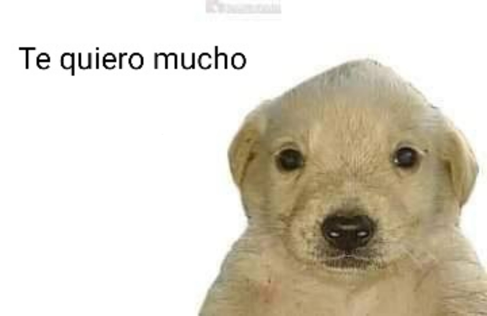 Meme perro 'te quiero mucho'