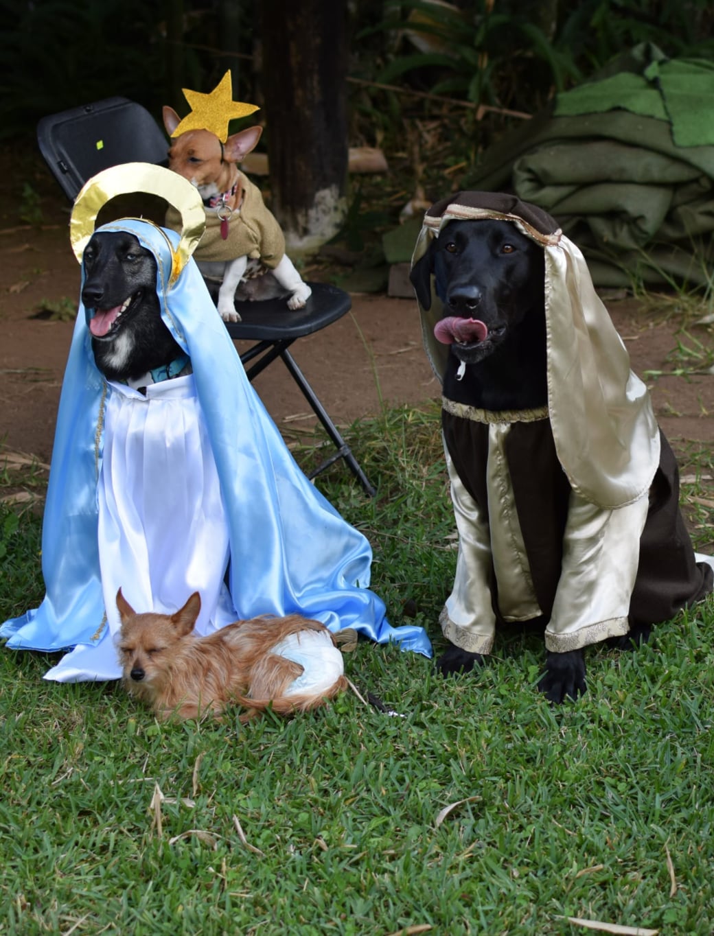 Perritos en pastorela
