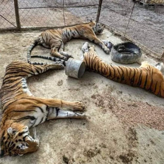 Tigres de Bengala mueren de hambre