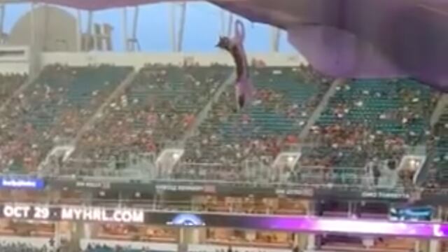 Gato a punto de caer en Hard Rock Stadium