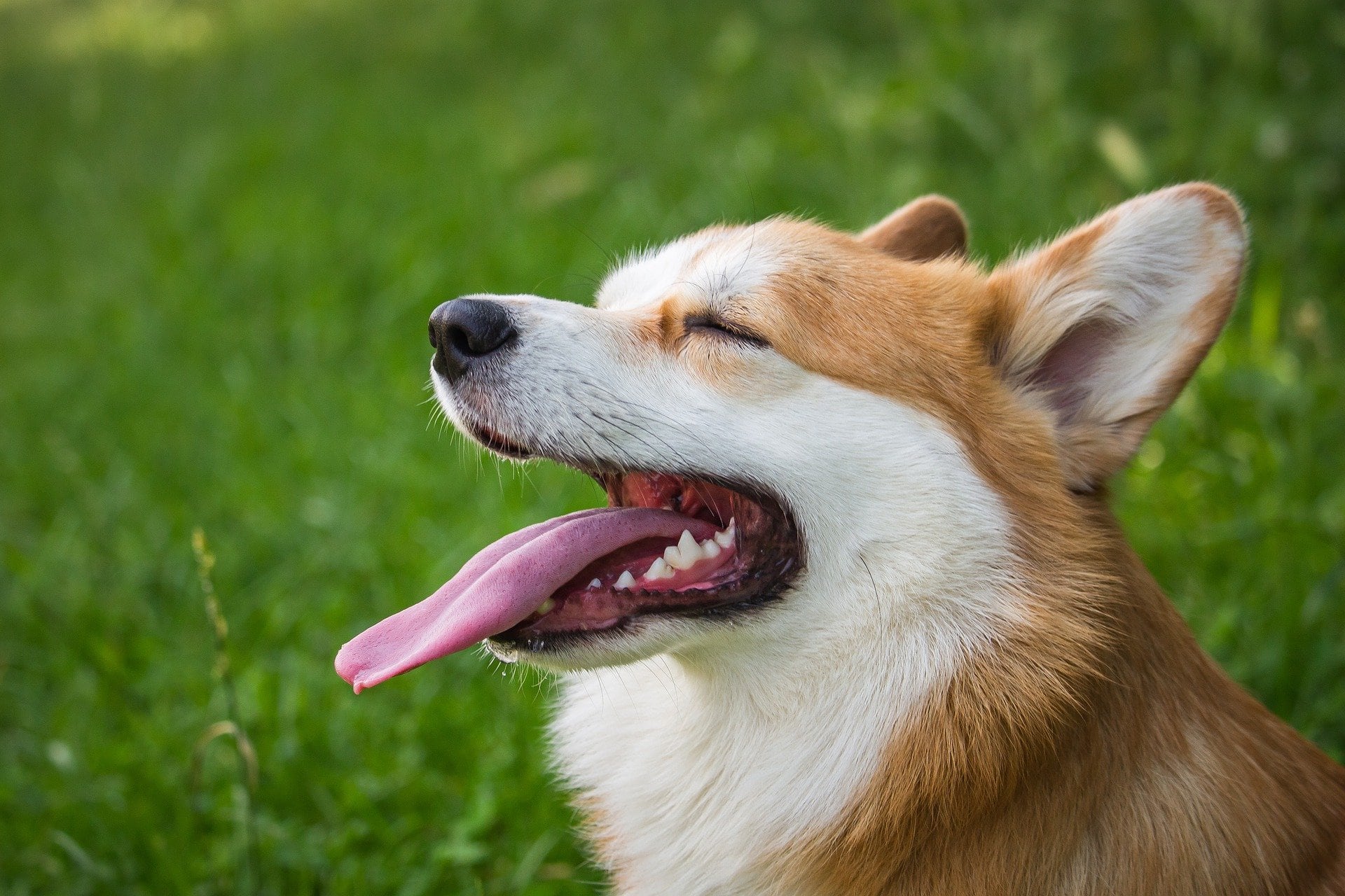 Perro de raza corgi
