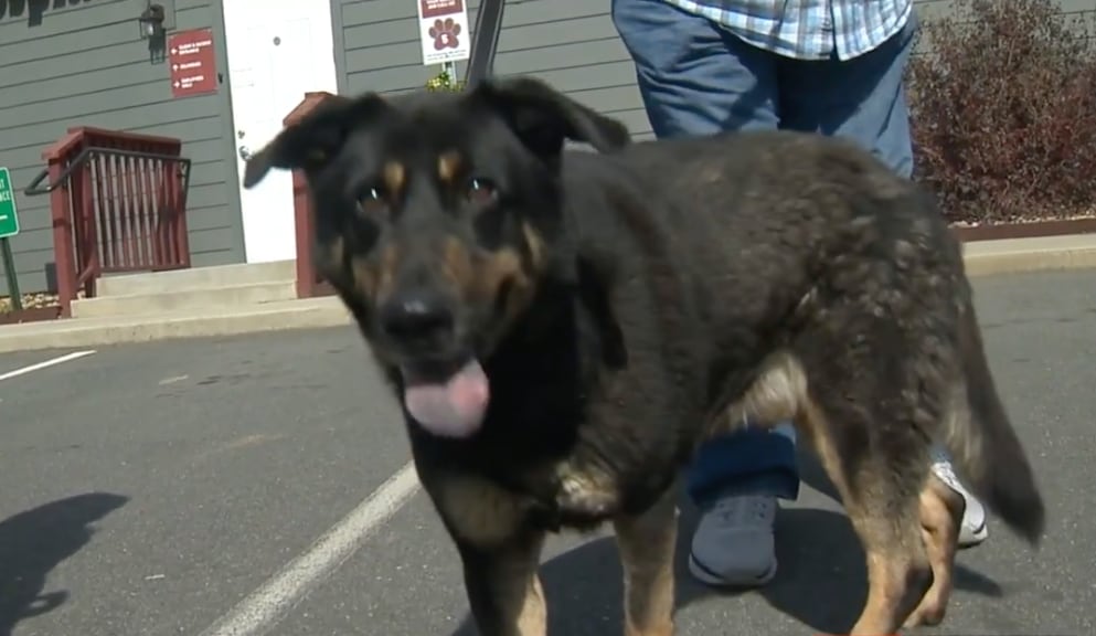 'Fezco', el perro que abandonaron por ser "gay"