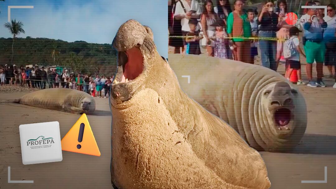 Aparece un elefante marino en Playa Los Ayala; Profepa pide no acercarse