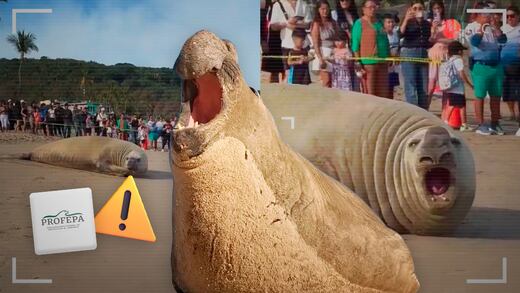 Aparece un elefante marino en Playa Los Ayala; Profepa pide no acercarse