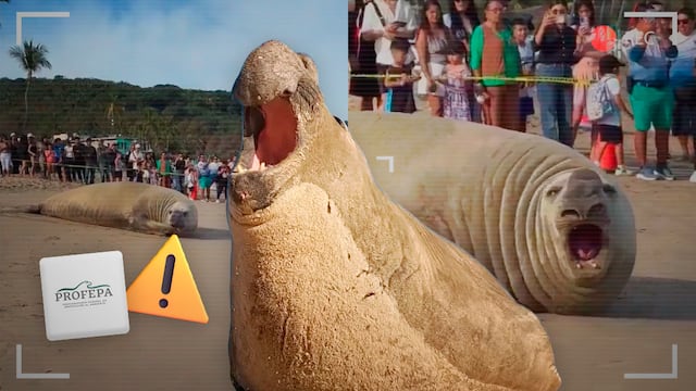 Aparece un elefante marino en Playa Los Ayala; Profepa pide no acercarse