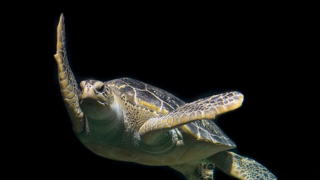 Una tortuga verde expulsó alrededor de 13 gramos de plástico