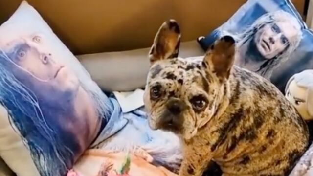 Perrita es la más fan de Henry Cavill y TikTok lo sabe