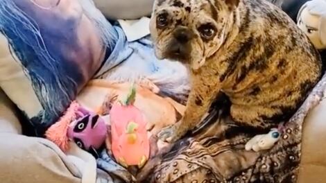 VIDEO: Henry Cavill vuelve loca hasta a una perrita; hace berrinches si no le ponen sus fotos