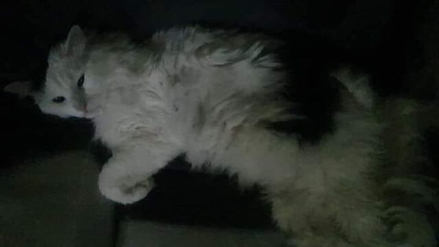 Gatito sobreviviente