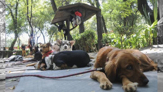 La mujer relató que fue señalada como responsable por un malentendido con otra mujer cuando comía quesadillas y aclaró que usaba el raticida hallado en su casa para controlar una plaga en su casa.