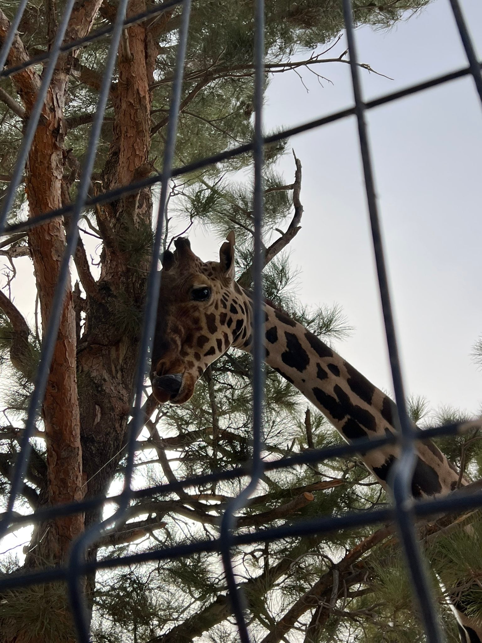 Jirafa Benito no va a Africam Safari