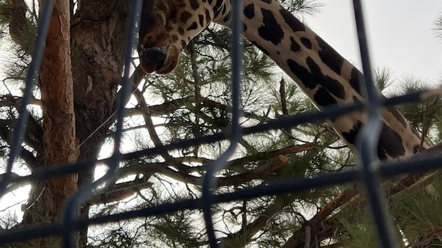 Jirafa Benito no va a Africam Safari
