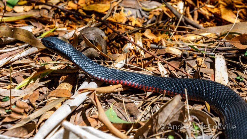 Serpiente negra de vientre rojo