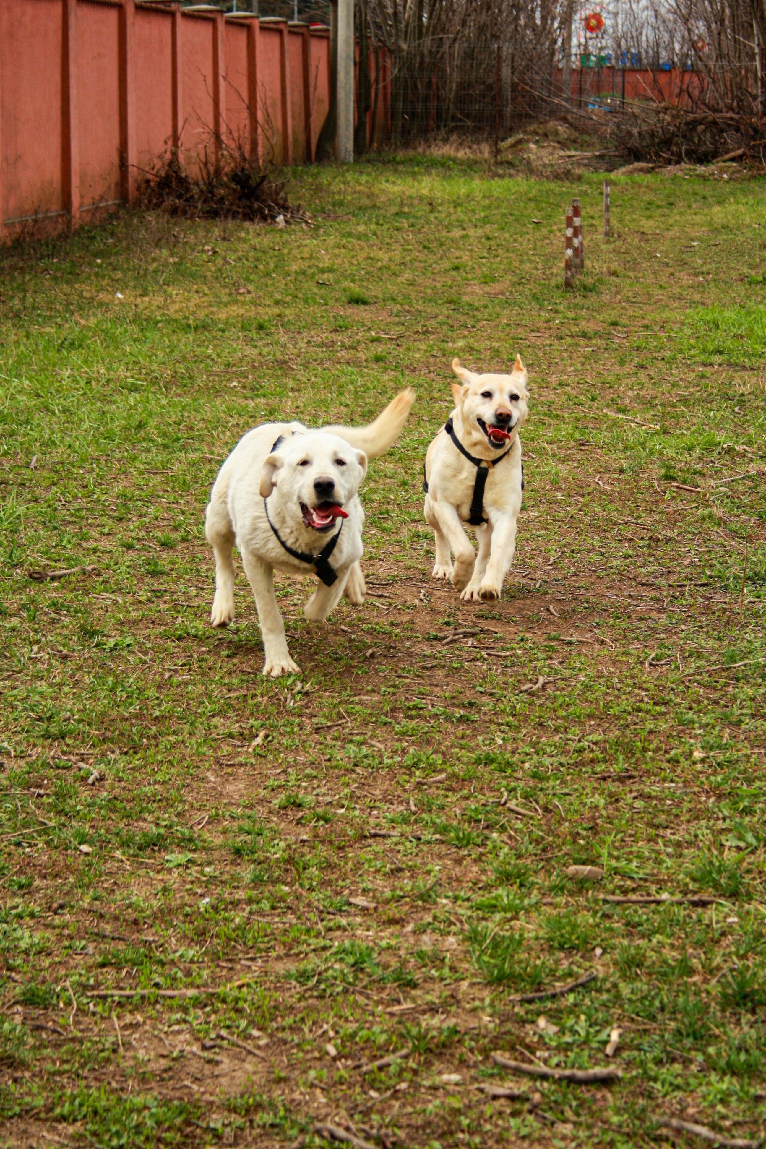 Perros