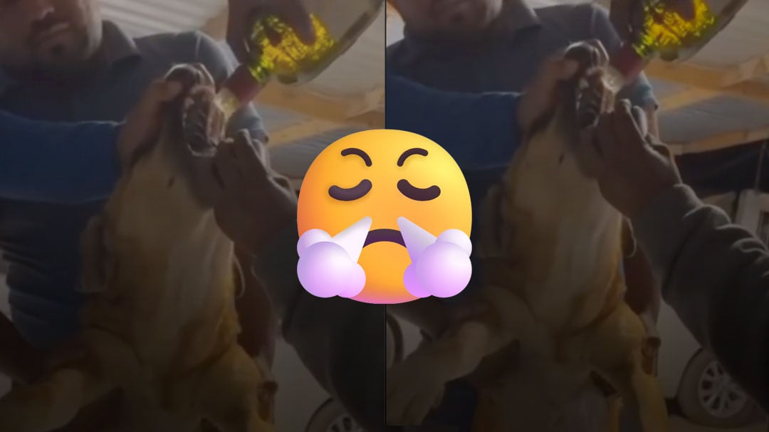 Video de hombres que hacen beber whisky a un perro provoca indignación en Nuevo León